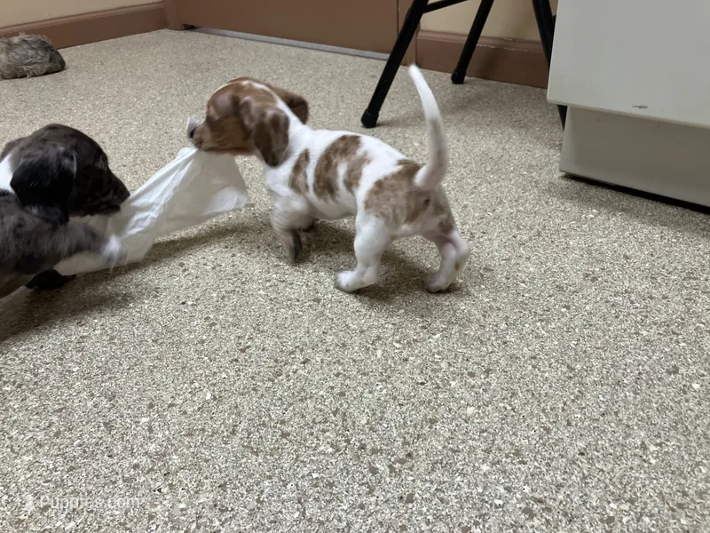 Zippy  – Miniature Dachshund puppy for sale in Mount Vernon, IL