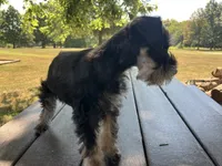 Susie, a female Miniature Schnauzer for sale in Mount Vernon, IL – 6 of 10