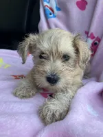 Zoey, a female Miniature Schnauzer for sale in Mount Vernon, IL – 1 of 6