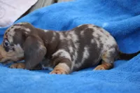 Pete, a male Miniature Dachshund for sale in Mount Vernon, IL – Photo 3 of 3