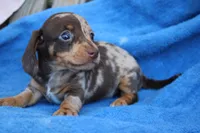 Pete, a male Miniature Dachshund for sale in Mount Vernon, IL – Photo 2 of 3