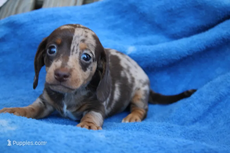 Pete – Miniature Dachshund puppy for sale in Mount Vernon, IL