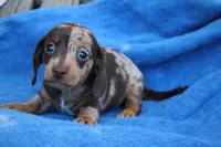 Pete, a male Miniature Dachshund for sale in Mount Vernon, IL – Photo 1 of 3