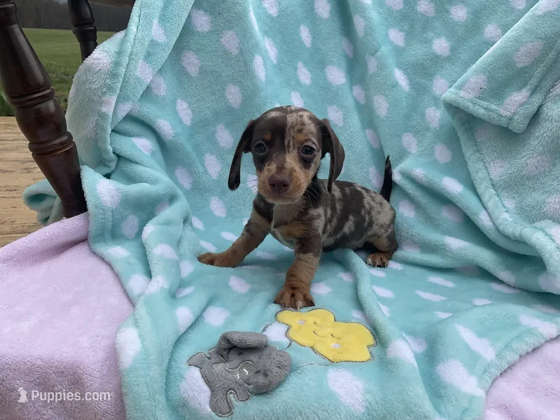 Pete – Miniature Dachshund puppy for sale in Mount Vernon, IL