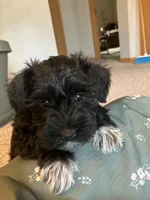 Gloria , a female Miniature Schnauzer for sale in Mount Vernon, IL – Photo 2 of 6