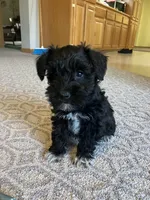 Gloria , a female Miniature Schnauzer for sale in Mount Vernon, IL – Photo 5 of 6