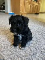 Gloria , a female Miniature Schnauzer for sale in Mount Vernon, IL – Photo 6 of 6