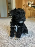 Gloria , a female Miniature Schnauzer for sale in Mount Vernon, IL – Photo 1 of 6