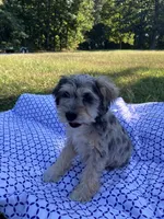 Jack , a female Miniature Schnauzer for sale in Mount Vernon, IL – 3 of 9