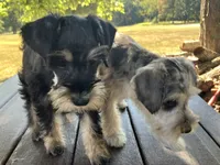 Susie, a female Miniature Schnauzer for sale in Mount Vernon, IL – 3 of 10