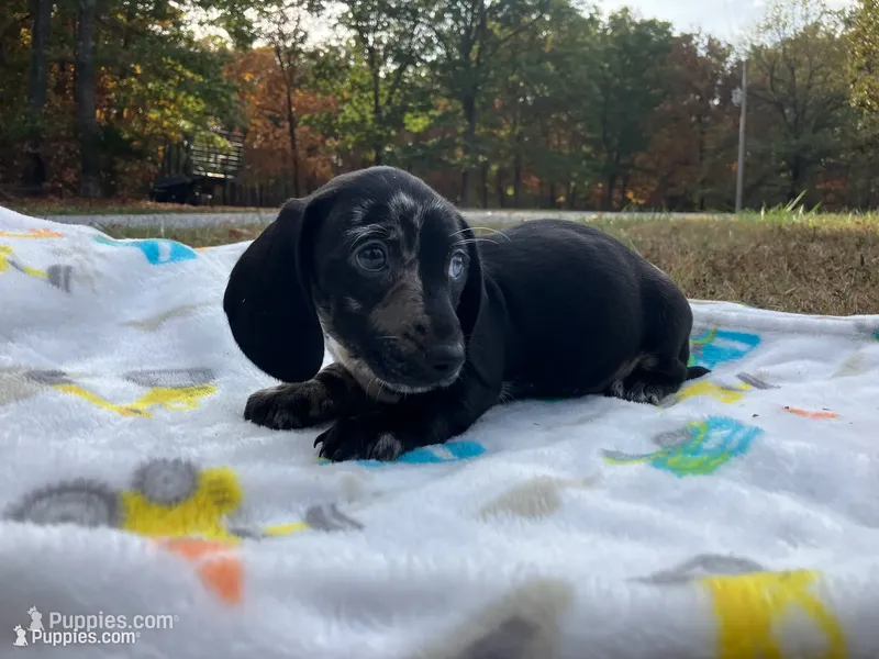 Remington – Miniature Dachshund puppy for sale in Mount Vernon, IL