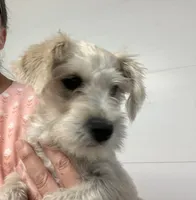 Sophie , a female Miniature Schnauzer for sale in Mount Vernon, IL – 1 of 5