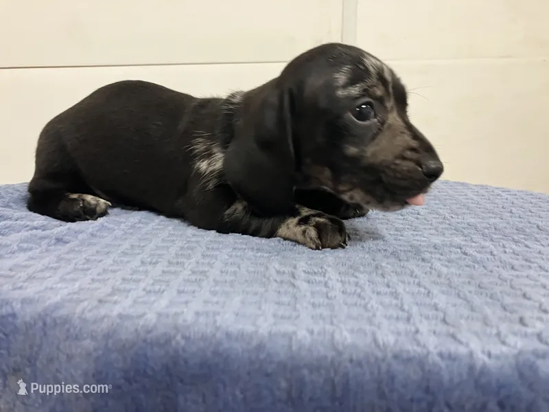Remington – Miniature Dachshund puppy for sale in Mount Vernon, IL