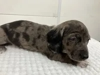 Ralph , a male Miniature Dachshund for sale in Mount Vernon, IL – 2 of 9