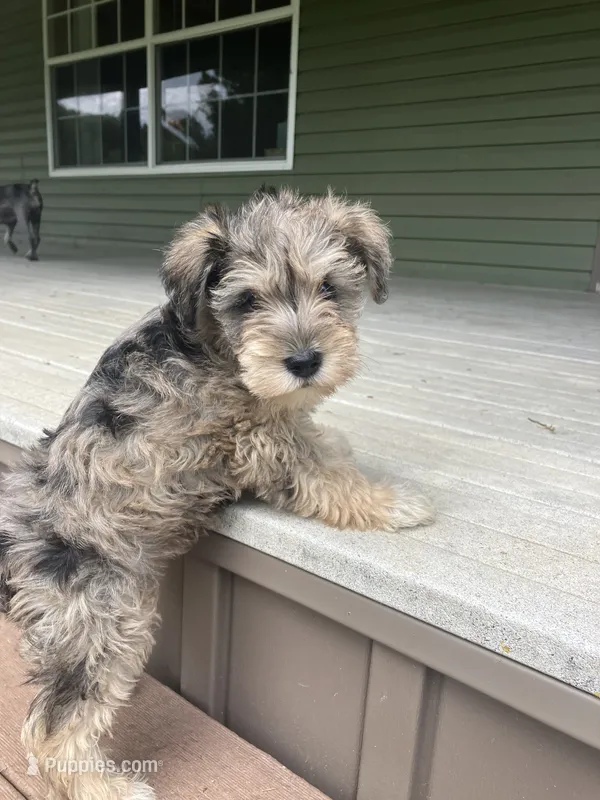 Jack – Miniature Schnauzer puppy for sale in Mount Vernon, IL