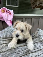 Zoey, a female Miniature Schnauzer for sale in Mount Vernon, IL – 3 of 9