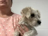 Sophie , a female Miniature Schnauzer for sale in Mount Vernon, IL – 5 of 5