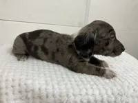 Ralph , a male Miniature Dachshund for sale in Mount Vernon, IL – 4 of 9