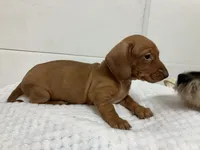 Red , a female Miniature Dachshund for sale in Mount Vernon, IL – 3 of 6