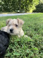 Zoey, a female Miniature Schnauzer for sale in Mount Vernon, IL – 4 of 9