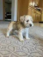 Bob, a male Miniature Schnauzer for sale in Mount Vernon, IL – Photo 6 of 9