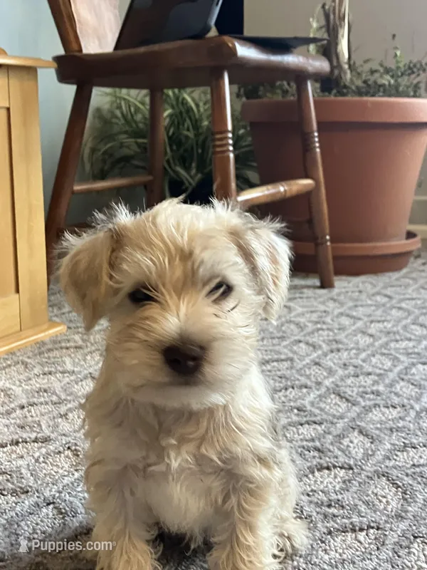 Bob, a male Miniature Schnauzer for sale in Mount Vernon, IL – Photo 1 of 9