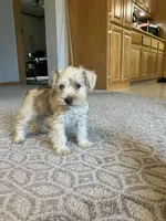 Bob, a male Miniature Schnauzer for sale in Mount Vernon, IL – Photo 7 of 9