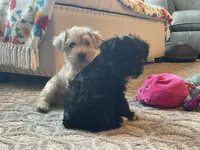 Bob, a male Miniature Schnauzer for sale in Mount Vernon, IL – Photo 5 of 9