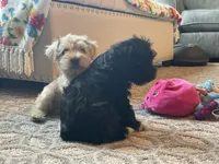 Bob, a male Miniature Schnauzer for sale in Mount Vernon, IL – Photo 4 of 9