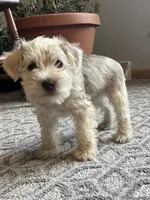 Bob, a male Miniature Schnauzer for sale in Mount Vernon, IL – Photo 2 of 9