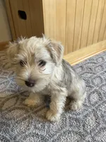 Bob, a male Miniature Schnauzer for sale in Mount Vernon, IL – Photo 3 of 9