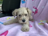 Zoey, a female Miniature Schnauzer for sale in Mount Vernon, IL – 3 of 6