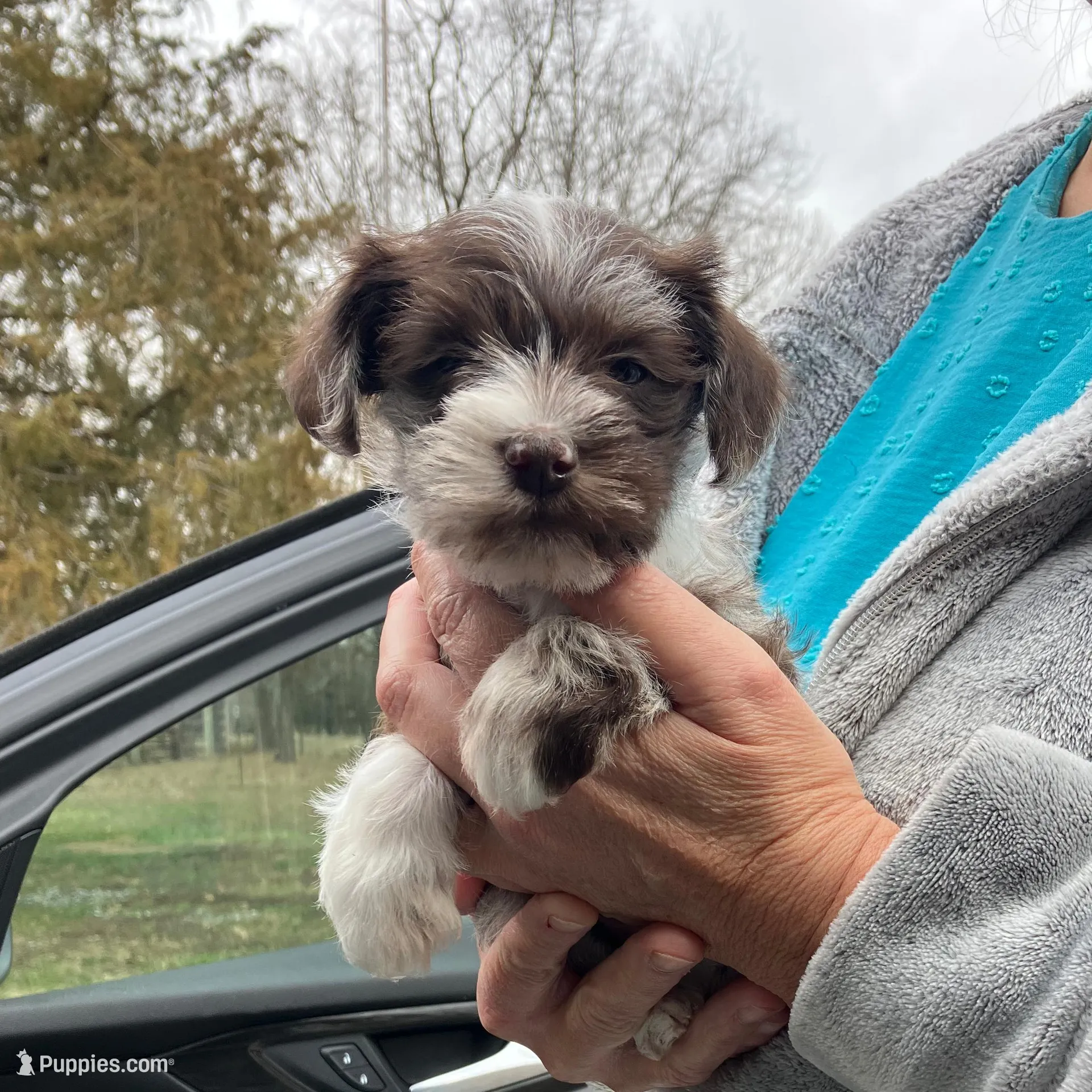 Brittney , a female Miniature Schnauzer for sale in Mount Vernon, IL – Photo 4 of 6