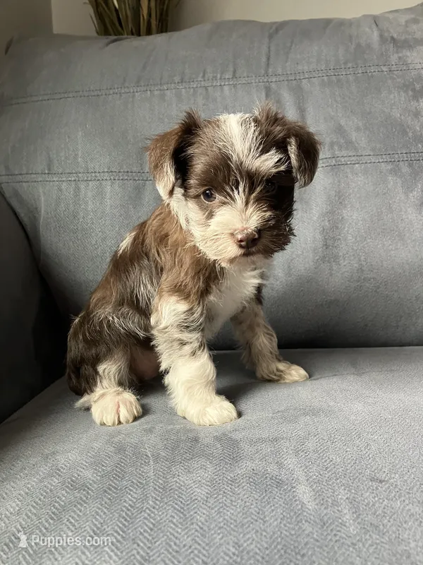 Brittney , a female Miniature Schnauzer for sale in Mount Vernon, IL – Photo 1 of 6