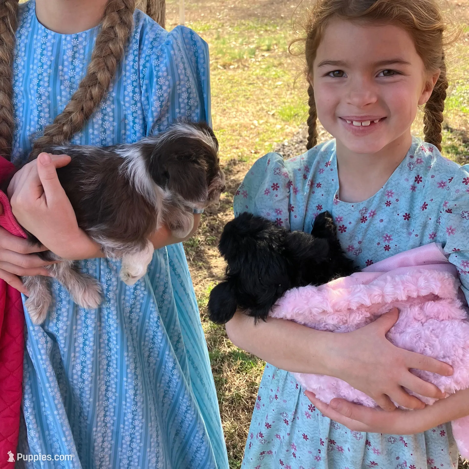 Brittney , a female Miniature Schnauzer for sale in Mount Vernon, IL – Photo 3 of 6