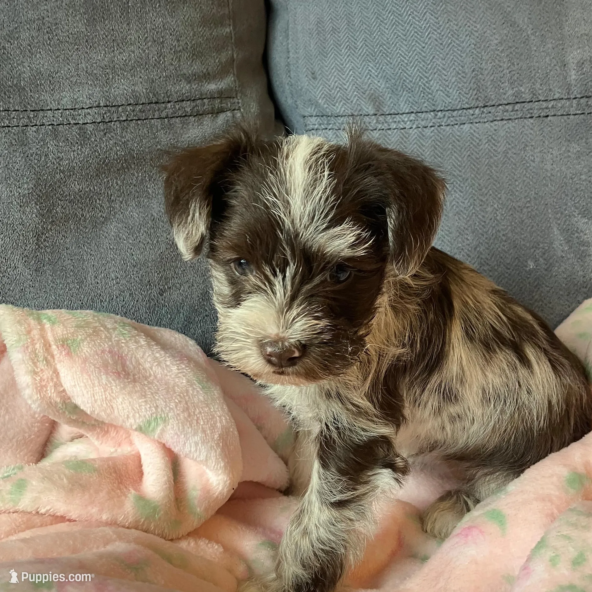 Brittney , a female Miniature Schnauzer for sale in Mount Vernon, IL – Photo 5 of 6