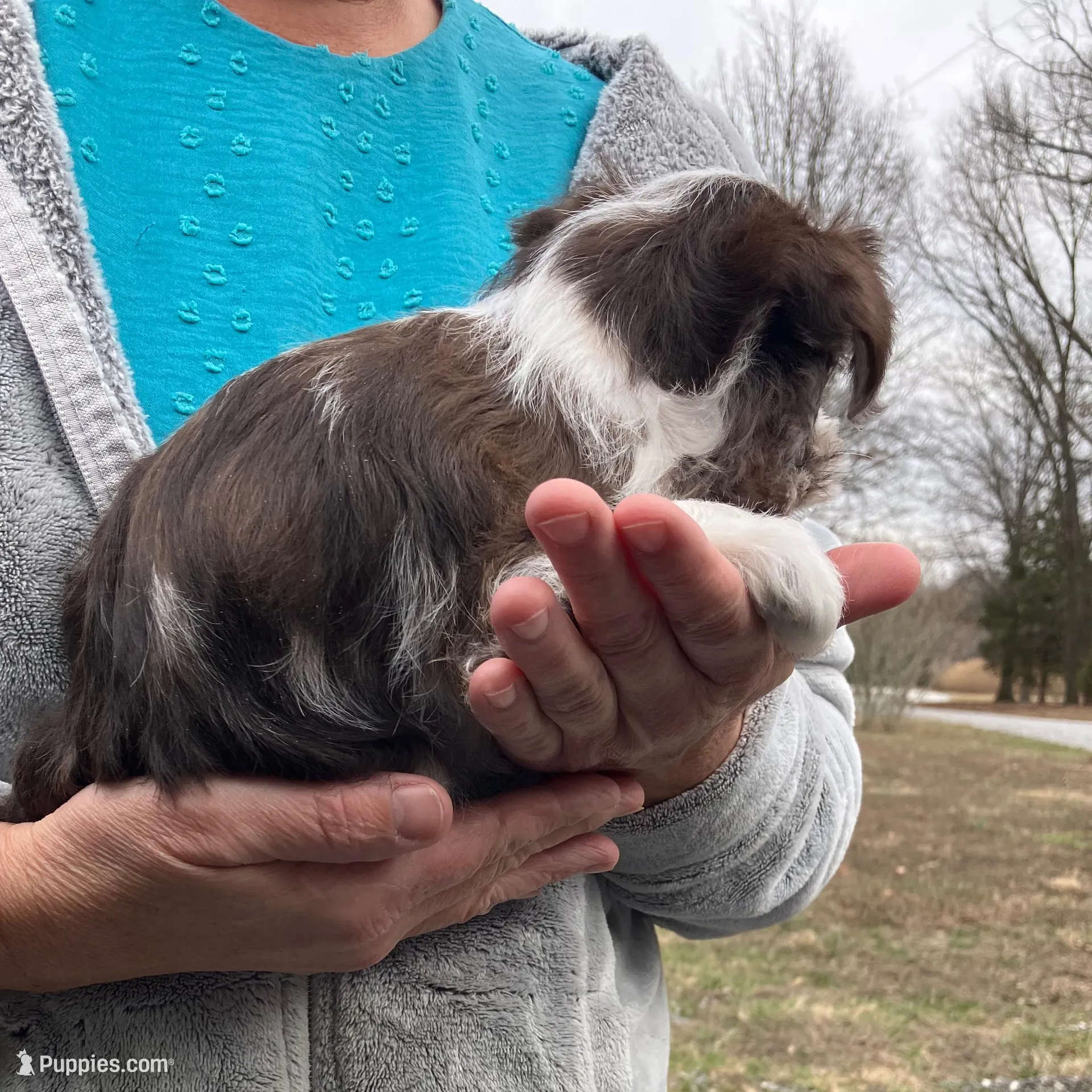 Brittney , a female Miniature Schnauzer for sale in Mount Vernon, IL – Photo 6 of 6