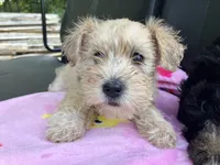 Zoey, a female Miniature Schnauzer for sale in Mount Vernon, IL – 2 of 6