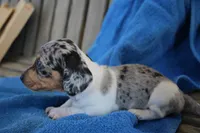 John, a male Miniature Dachshund for sale in Mount Vernon, IL – Photo 3 of 3