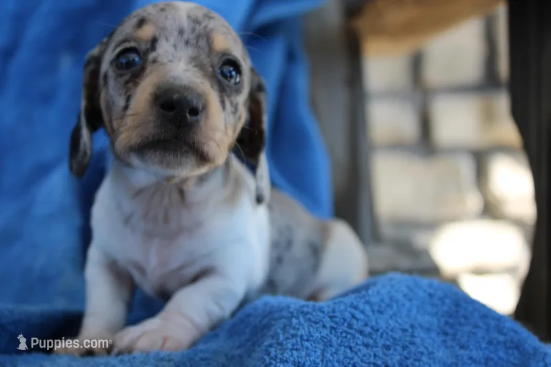 John – Miniature Dachshund puppy for sale in Mount Vernon, IL