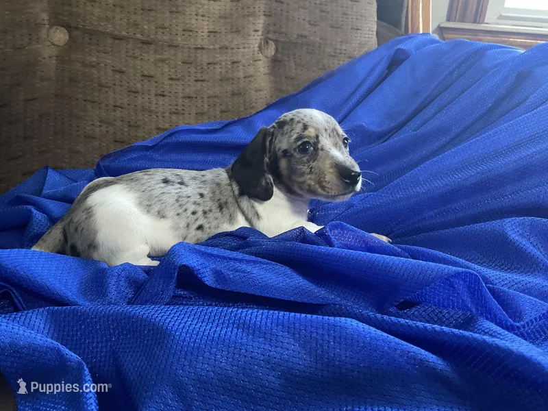 John – Miniature Dachshund puppy for sale in Mount Vernon, IL