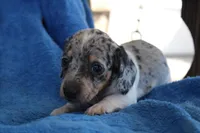 John, a male Miniature Dachshund for sale in Mount Vernon, IL – Photo 2 of 3