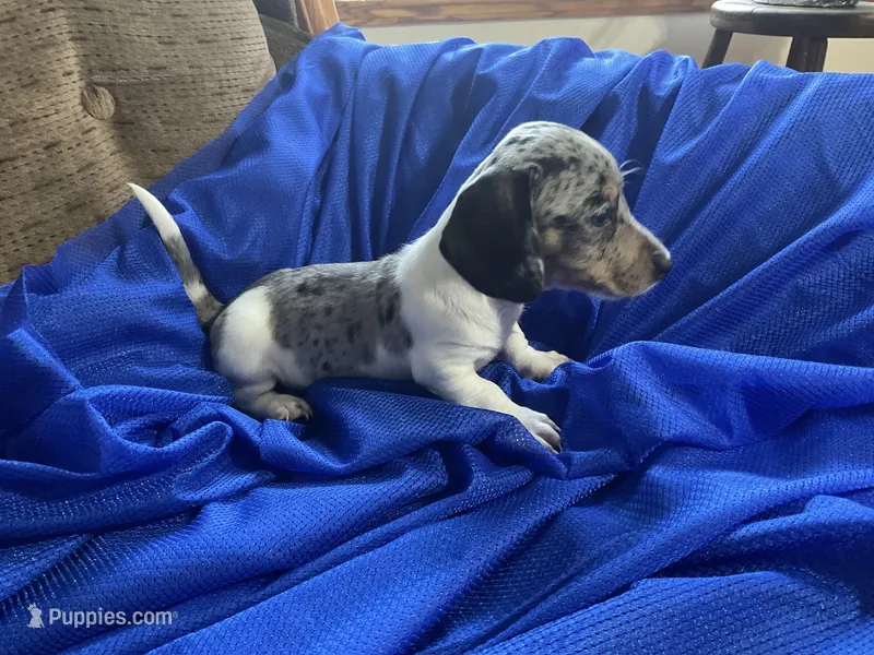 John – Miniature Dachshund puppy for sale in Mount Vernon, IL