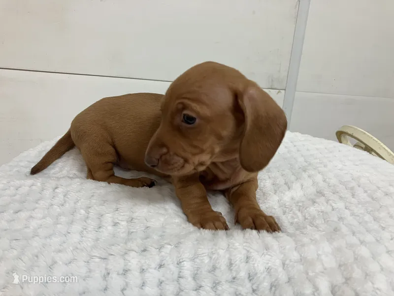 Red  – Miniature Dachshund puppy for sale in Mount Vernon, IL