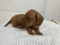 Red , a female Miniature Dachshund for sale in Mount Vernon, IL – 1 of 6