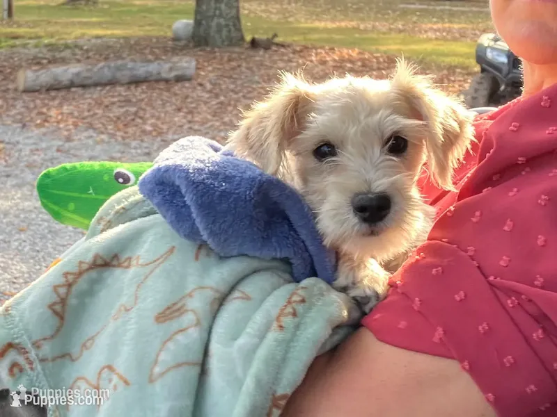 Sophie  – Miniature Schnauzer puppy for sale in Mount Vernon, IL