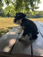 Susie, a female Miniature Schnauzer for sale in Mount Vernon, IL – 8 of 10