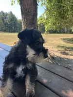 Susie, a female Miniature Schnauzer for sale in Mount Vernon, IL – 1 of 10
