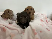 Red , a female Miniature Dachshund for sale in Mount Vernon, IL – 6 of 6