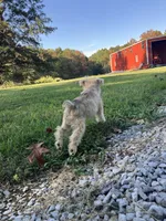 Zoey, a female Miniature Schnauzer for sale in Mount Vernon, IL – 8 of 10